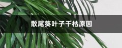 散尾葵叶子干枯原因，干枯后怎么处理