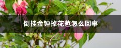 倒挂金钟掉花苞怎么回事，怎么办