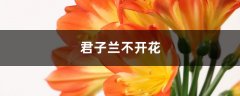 君子兰不开花是什么原因，需要怎么处理