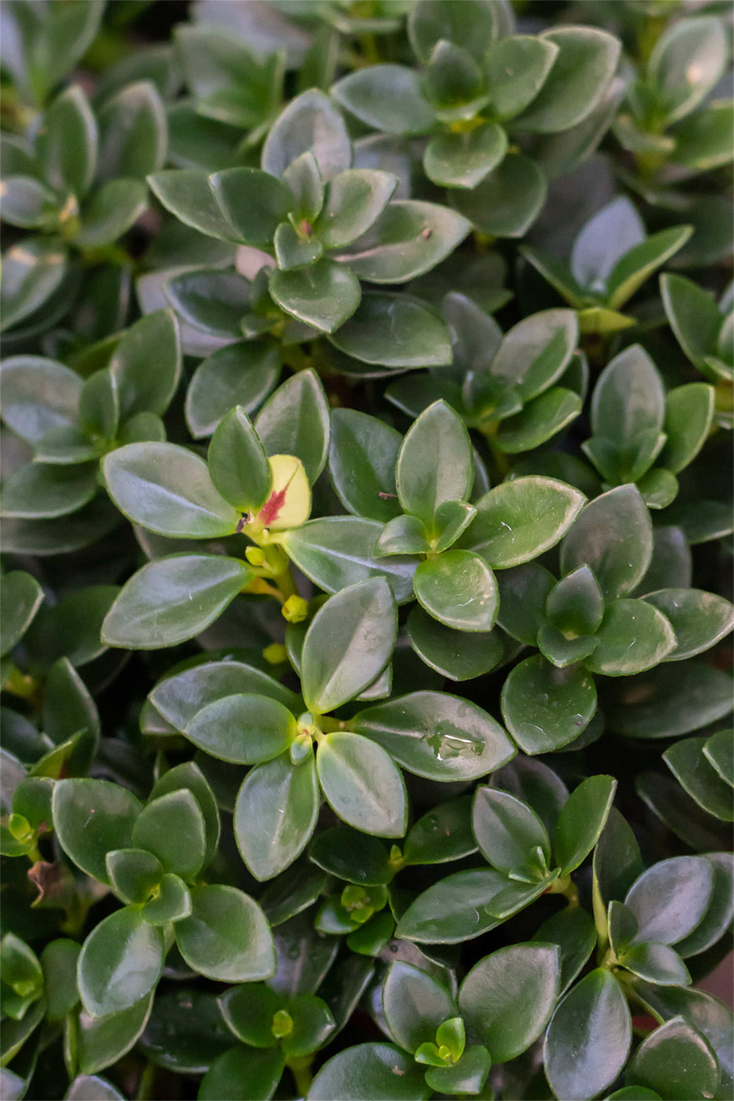 金鱼吊兰 金鱼吊兰