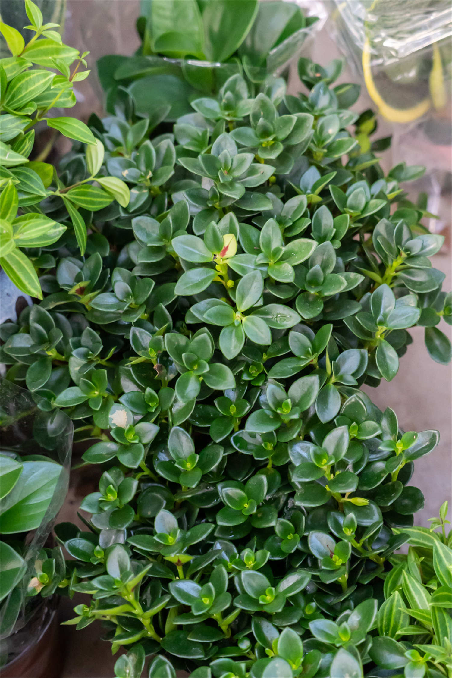 金鱼吊兰 金鱼吊兰