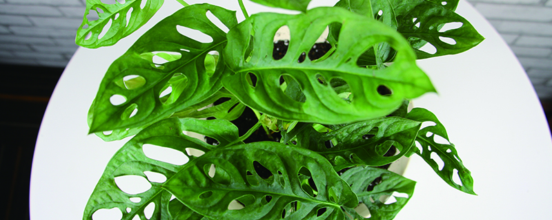 龟背竹叶子发软下垂怎么办