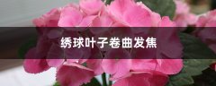 绣球叶子卷曲发焦怎么办