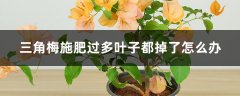 三角梅施肥过多叶子都掉了怎么办，叶子发黄一碰就掉的原因及解决方法