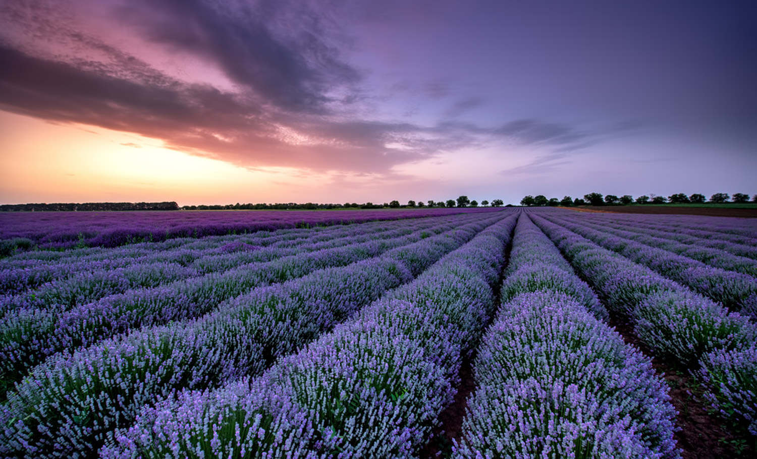 薰衣草 薰衣草
