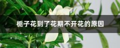 栀子花到了花期不开花的原因，怎么促使开花