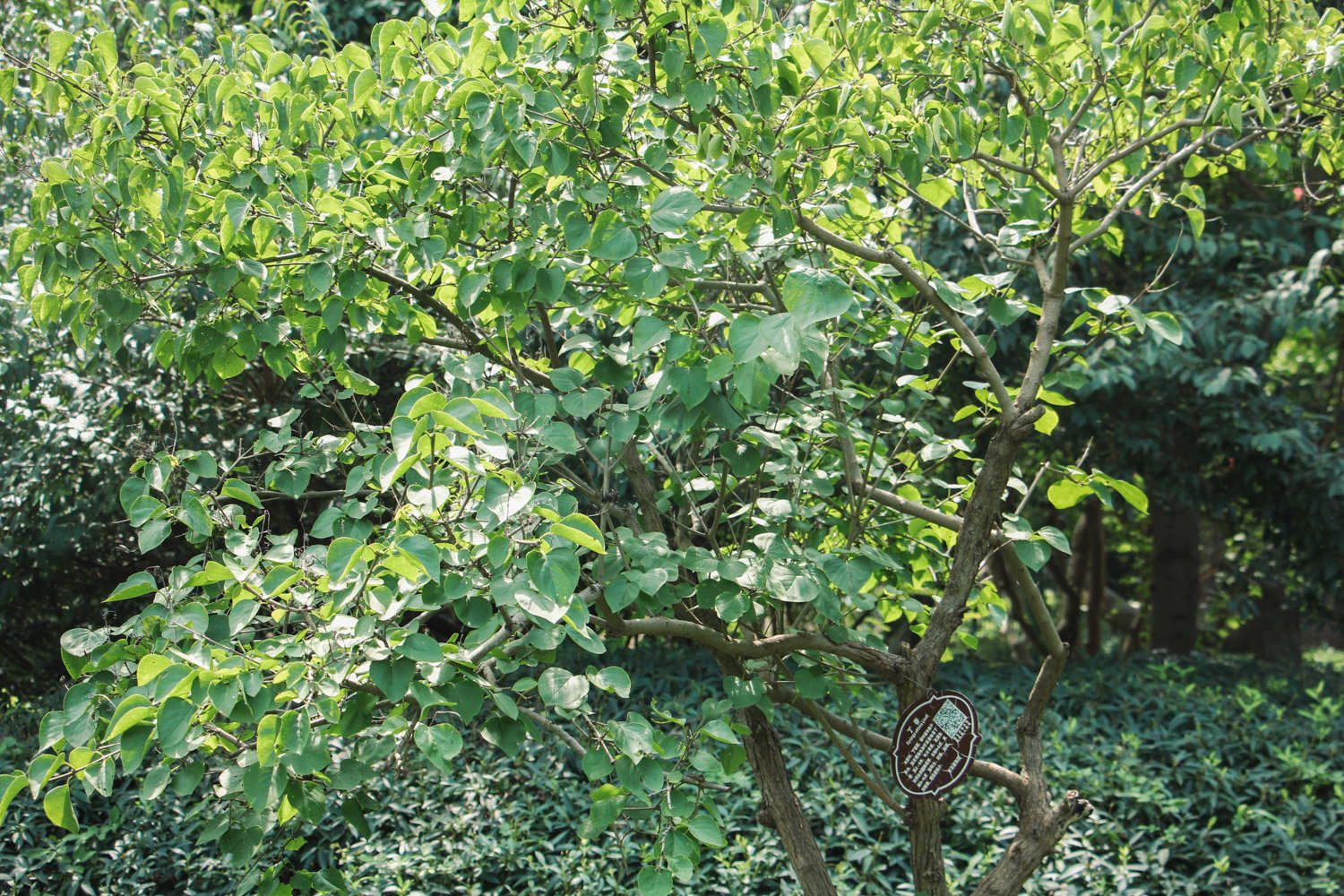 丁香 丁香