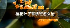 桂花叶子有锈斑怎么治，干枯怎么急救