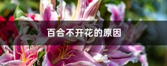 百合不开花的原因，不开花怎么办