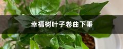 幸福树叶子卷曲下垂怎么办