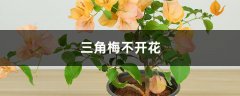 三角梅不开花怎么办