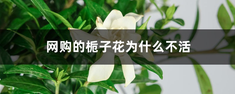 网购的栀子花为什么不活