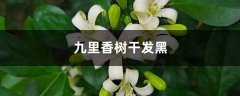 九里香树干发黑的原因