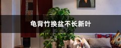 龟背竹换盆不长新叶的原因