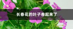 长春花的叶子卷起来了怎么办