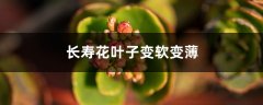 长寿花叶子变软变薄的原因