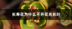 长寿花为什么不开花光长叶