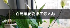 白鹤芋花变绿了怎么办