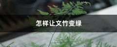 怎样让文竹变绿