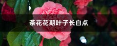 茶花花期叶子长白点的原因