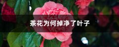 茶花为何掉净了叶子