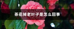 茶花掉老叶子是怎么回事