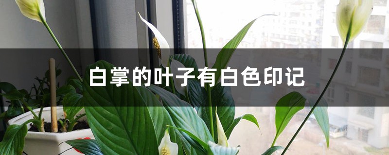 白掌的叶子有白色印记的原因