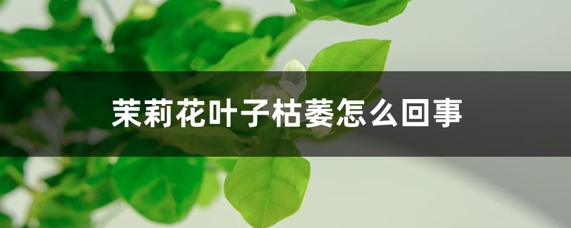 茉莉花叶子枯萎怎么回事