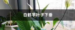 白鹤芋叶子下垂的原因及措施