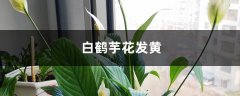 白鹤芋花发黄怎么处理