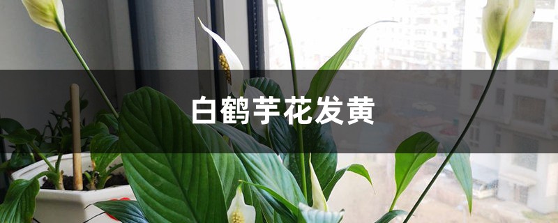 白鹤芋花发黄怎么处理 白鹤芋花发黄怎么处理