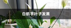 白鹤芋叶子发黑的原因