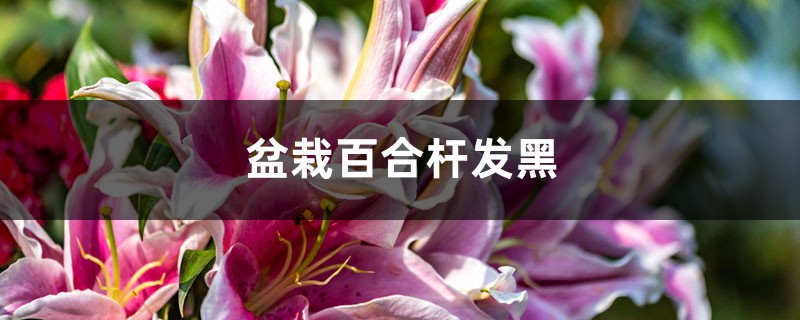 盆栽百合杆发黑的原因