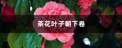 茶花叶子朝下卷怎么回事