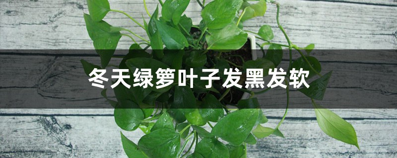 冬天绿萝叶子发黑发软怎么办