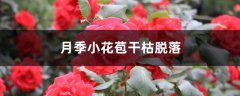 月季小花苞干枯脱落怎么办