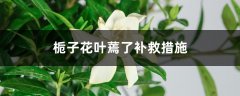 栀子花叶蔫了补救措施