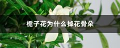 栀子花为什么掉花骨朵