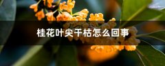 桂花叶尖干枯怎么回事