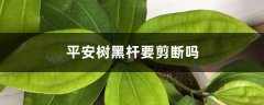 平安树黑杆要剪断吗