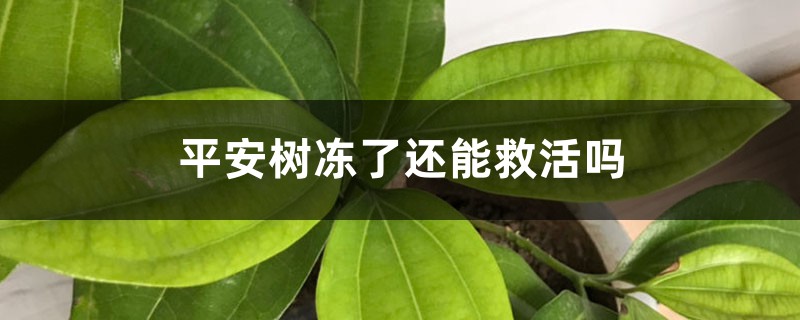 平安树冻了还能救活吗