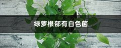 绿萝根部有白色菌的原因