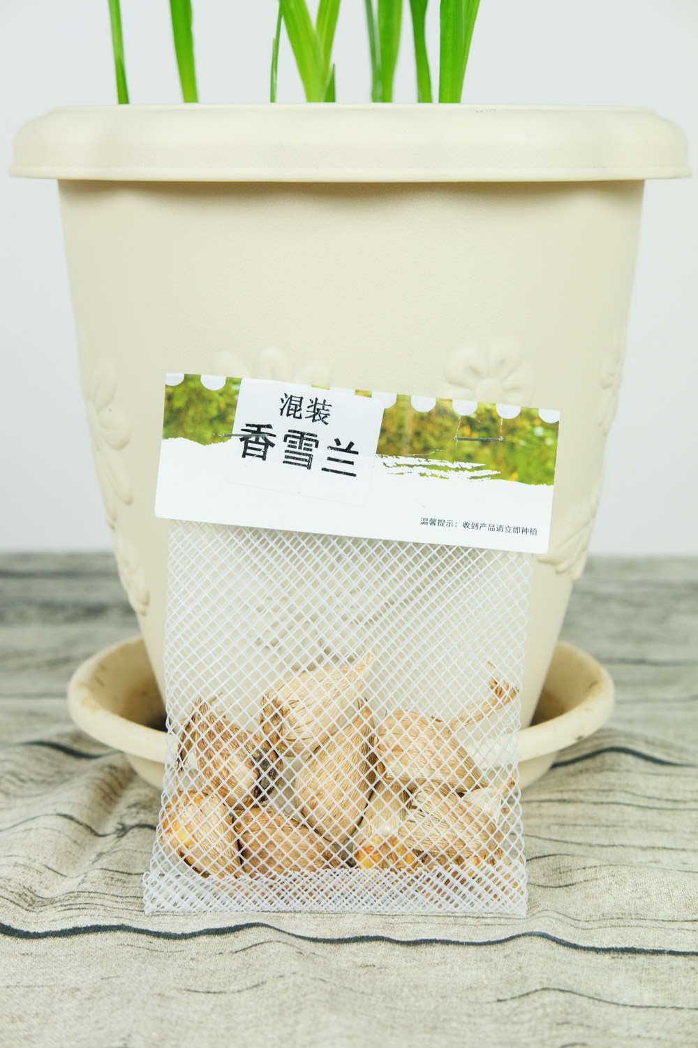 香雪兰 香雪兰