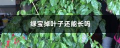 绿宝掉叶子还能长吗