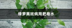 绿萝黑斑病用肥皂水吗