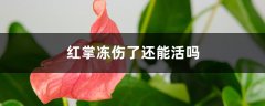 红掌冻伤了还能活吗