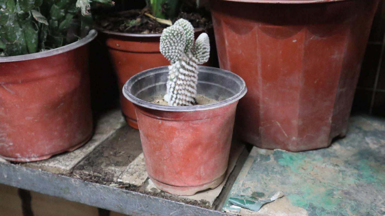 仙人掌 仙人掌