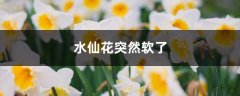 水仙花突然软了是什么原因