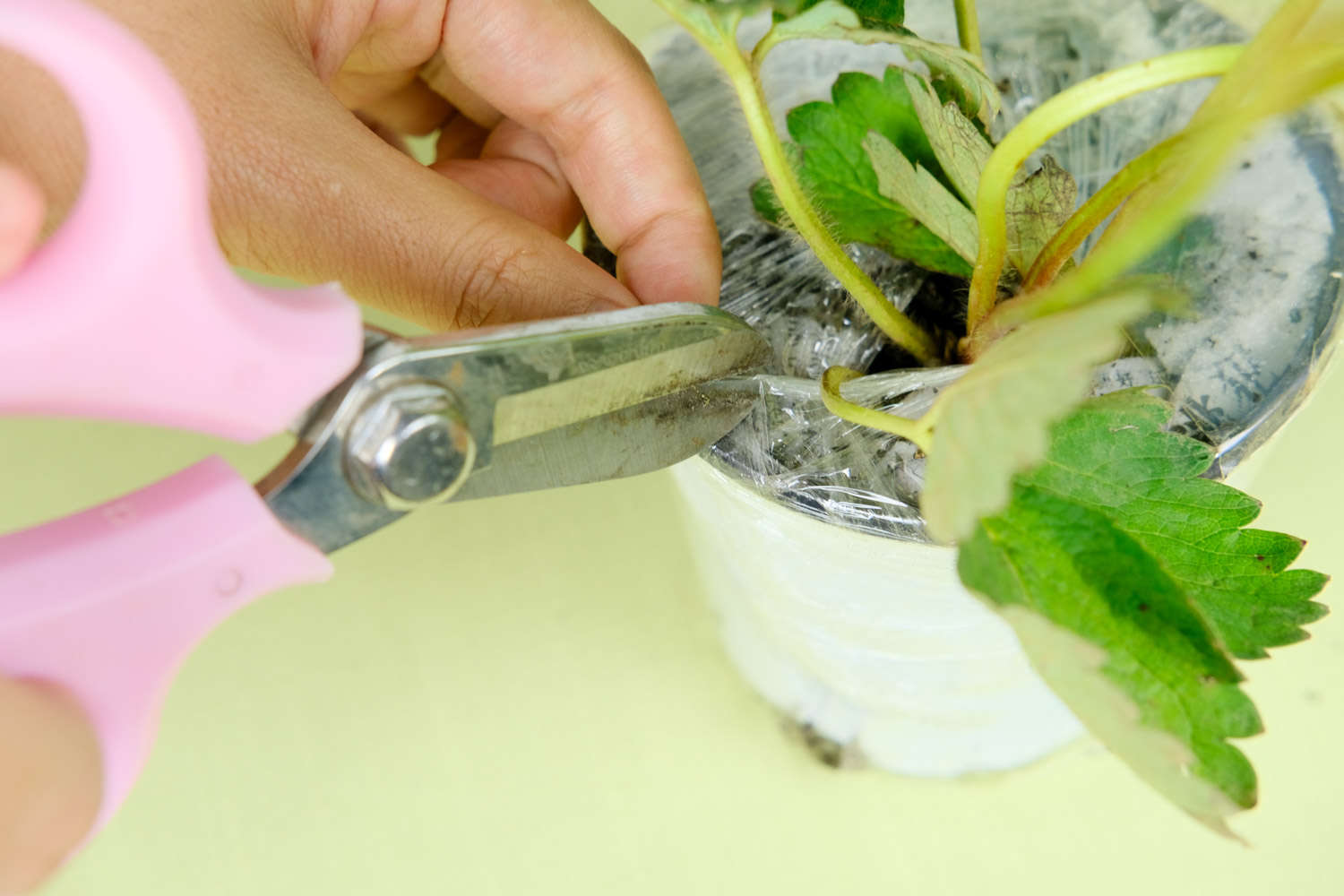 草莓 草莓