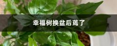 幸福树换盆后蔫了怎么办